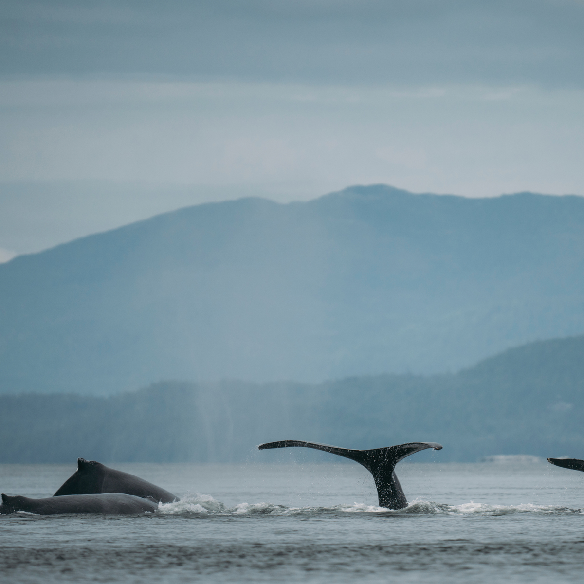 Great Bear Rainforest Hot Springs - TRAK Expeditions: August 2026