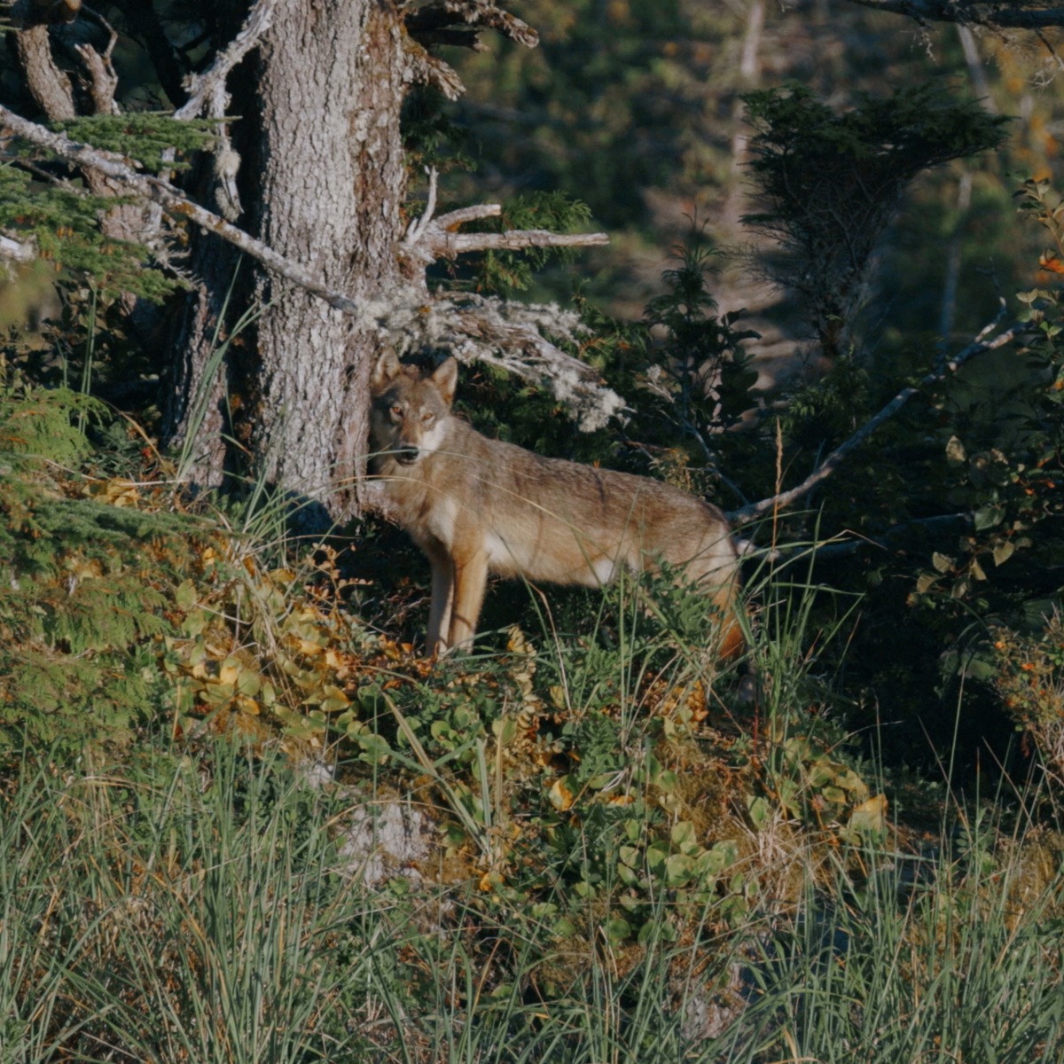 Great Bear Rainforest Hot Springs - TRAK Expeditions: August 2026