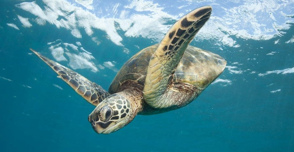 Lycian Kayak & Comfort Escape - TRAK Tour: Oct 5-12, 2025
