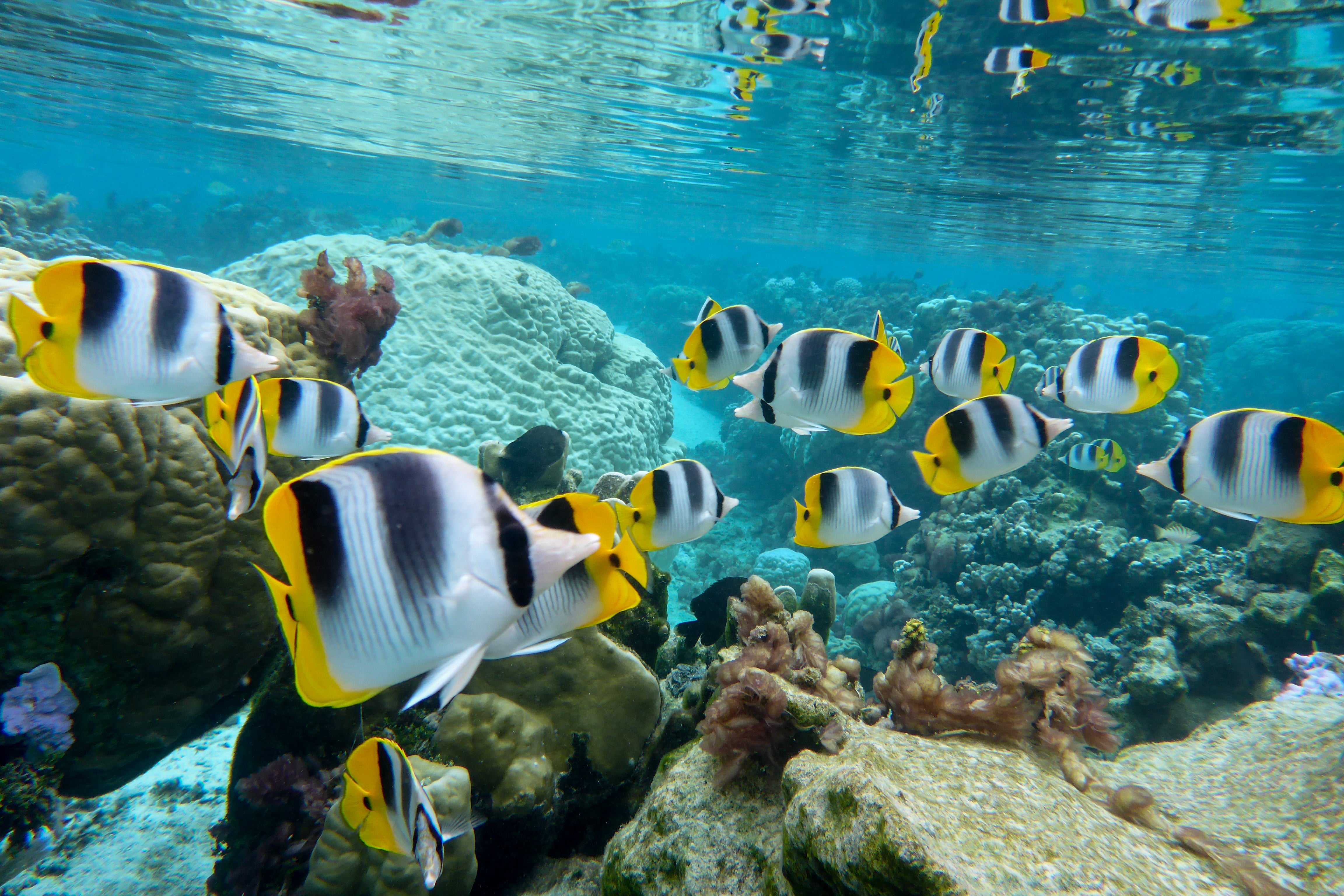French Polynesia Adventure - TRAK Expedition: May, 2026
