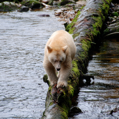 Great Bear Rainforest Hot Springs - TRAK Expeditions: August 2026