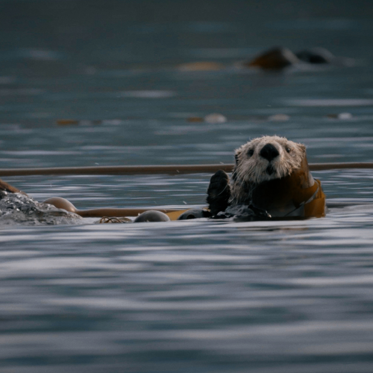 Great Bear Rainforest Hot Springs - TRAK Expeditions: August 2026